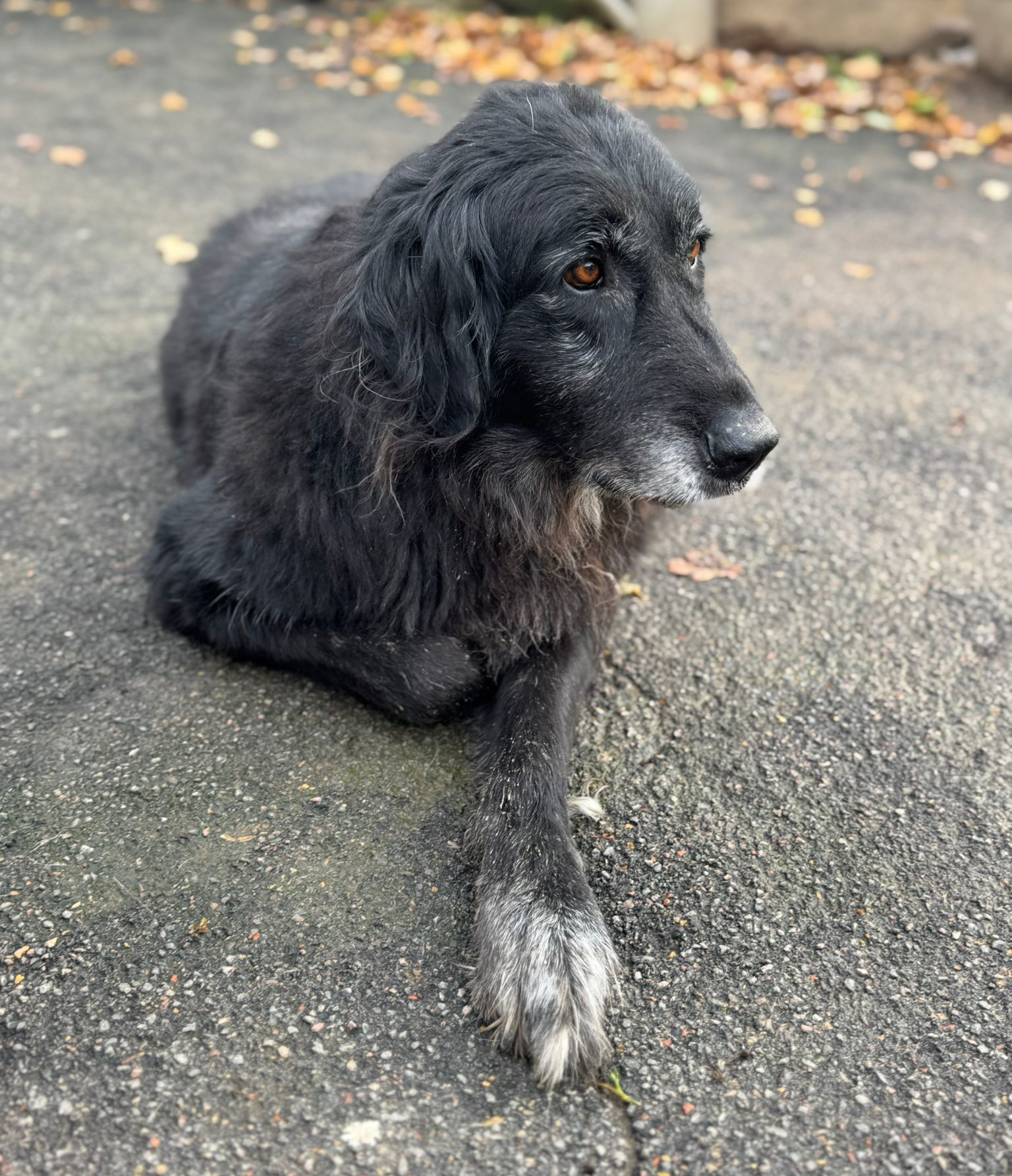 Arletta Zorro Dogsavior Nov24 2