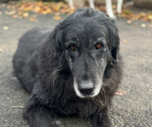 Arletta Zorro Dogsavior Nov24 Beitragsbild