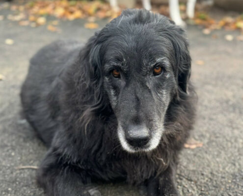 Arletta Zorro Dogsavior Nov24 Beitragsbild