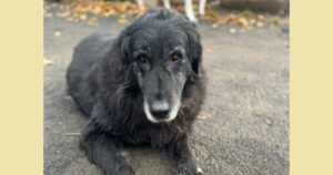 Arletta Zorro Dogsavior Nov24 Social Media