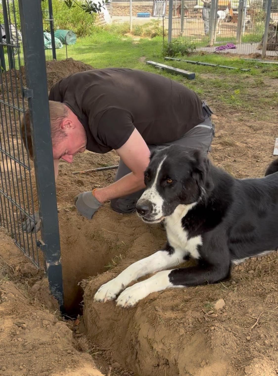 Baz Zorro Dogsavior Nov25 1