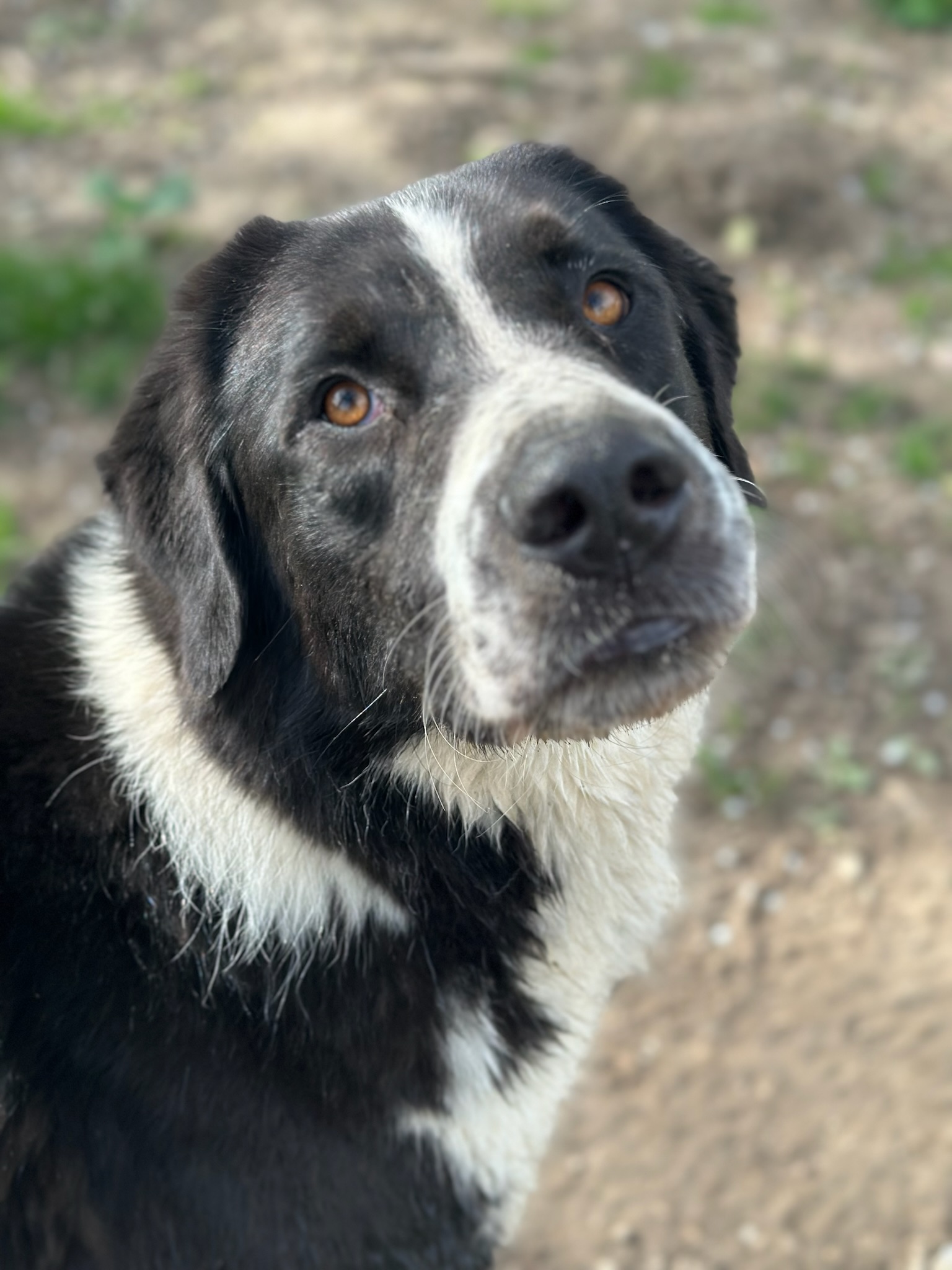 Baz Zorro Dogsavior Sep25 1