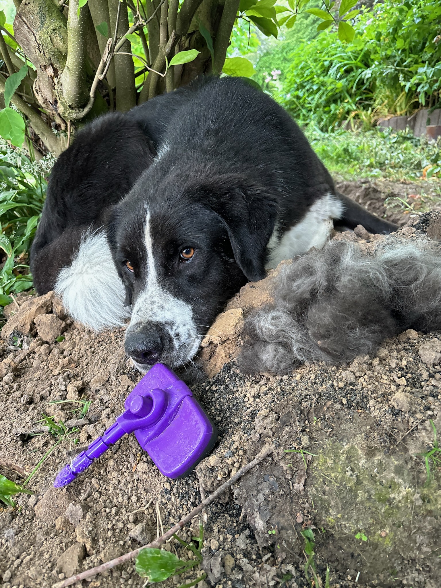 Baz Zorro Dogsavior Sep25 3