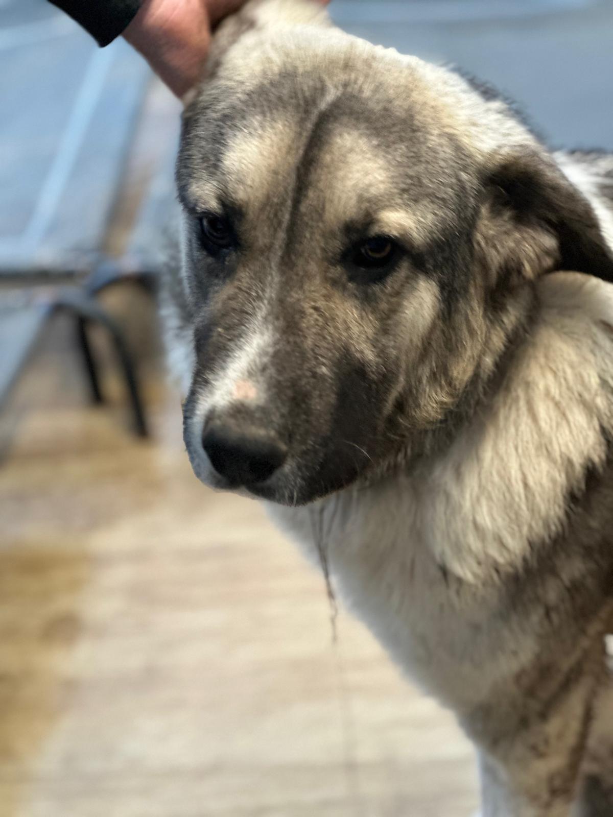 Gobi Zorro Dogsavior Dez24 1