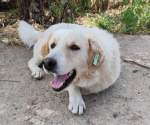 Johnson Zorro Dogsavior Mai25 Beitragsbild
