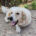 Johnson Zorro Dogsavior Mai25 Beitragsbild