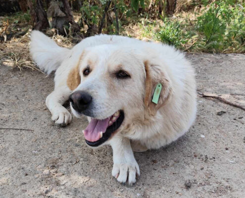 Johnson Zorro Dogsavior Mai25 Beitragsbild