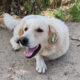 Johnson Zorro Dogsavior Mai25 Beitragsbild