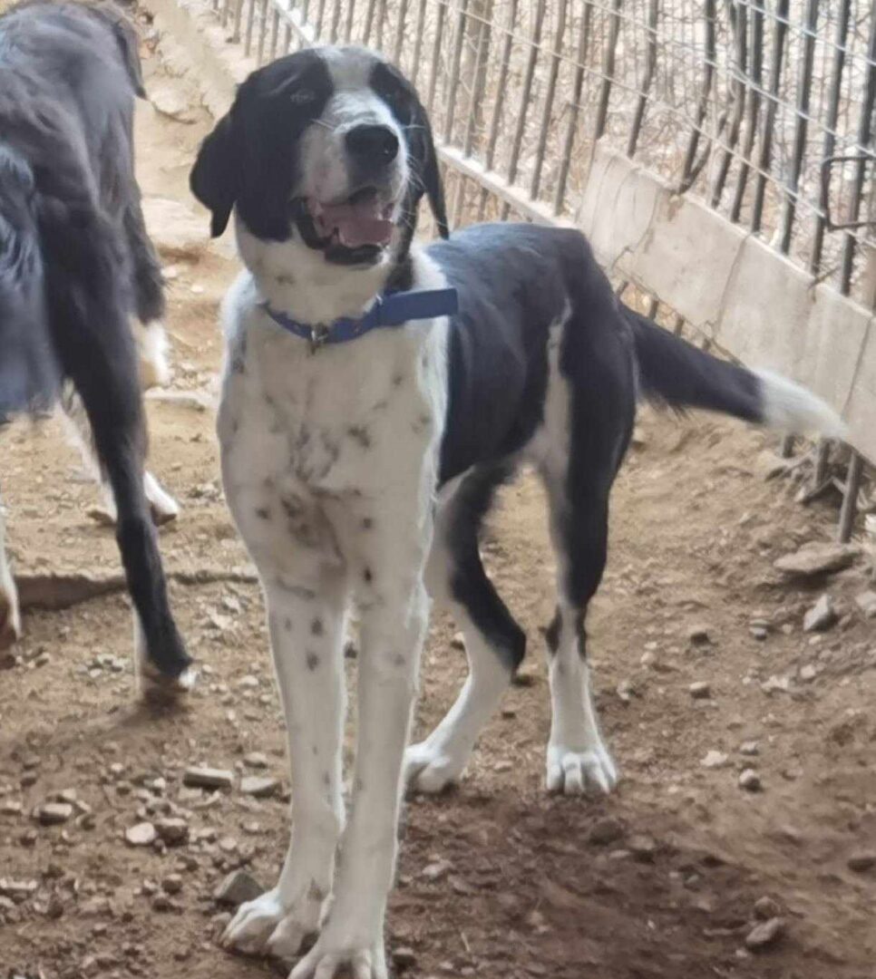 Maggie Zorro Dogsavior Mär25 1