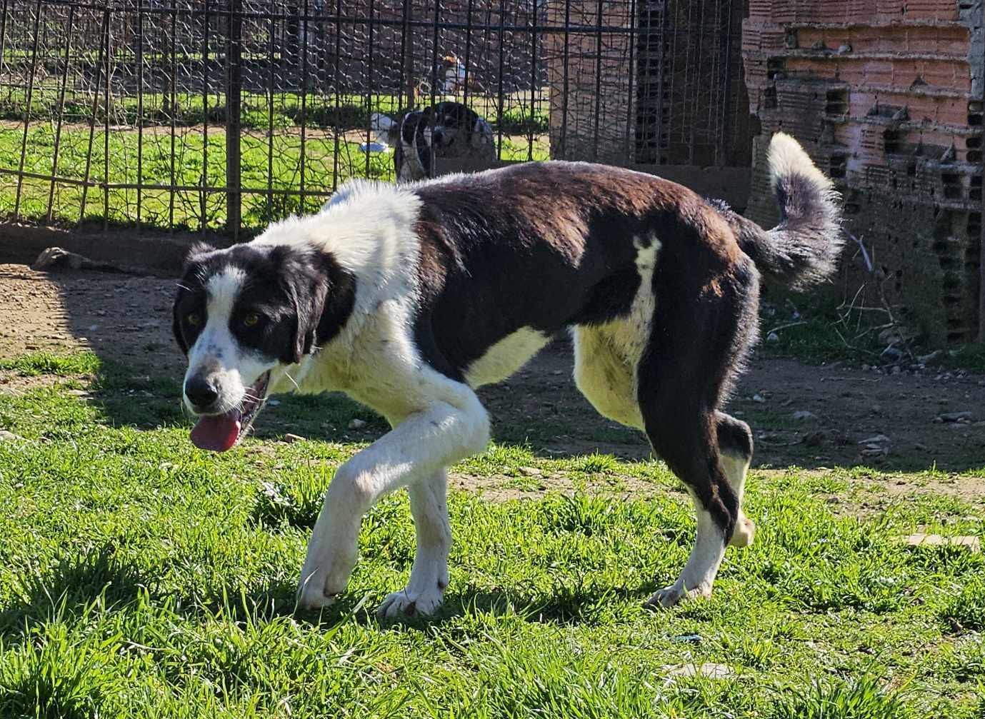 Maggie Zorro Dogsavior Mär25 3