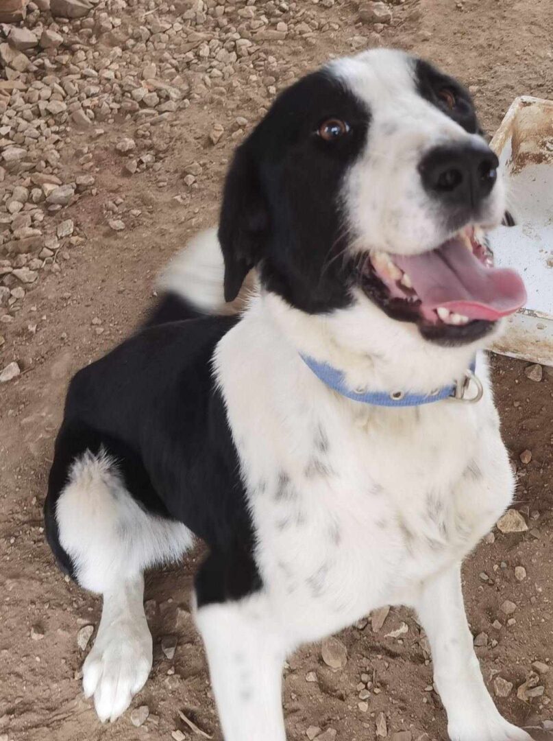 Maggie Zorro Dogsavior Mär25 4