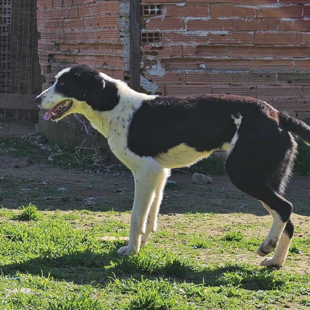Maggie Zorro Dogsavior Mär25 7