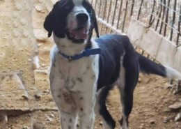 Maggie Zorro Dogsavior Mär25 Beitragsbild