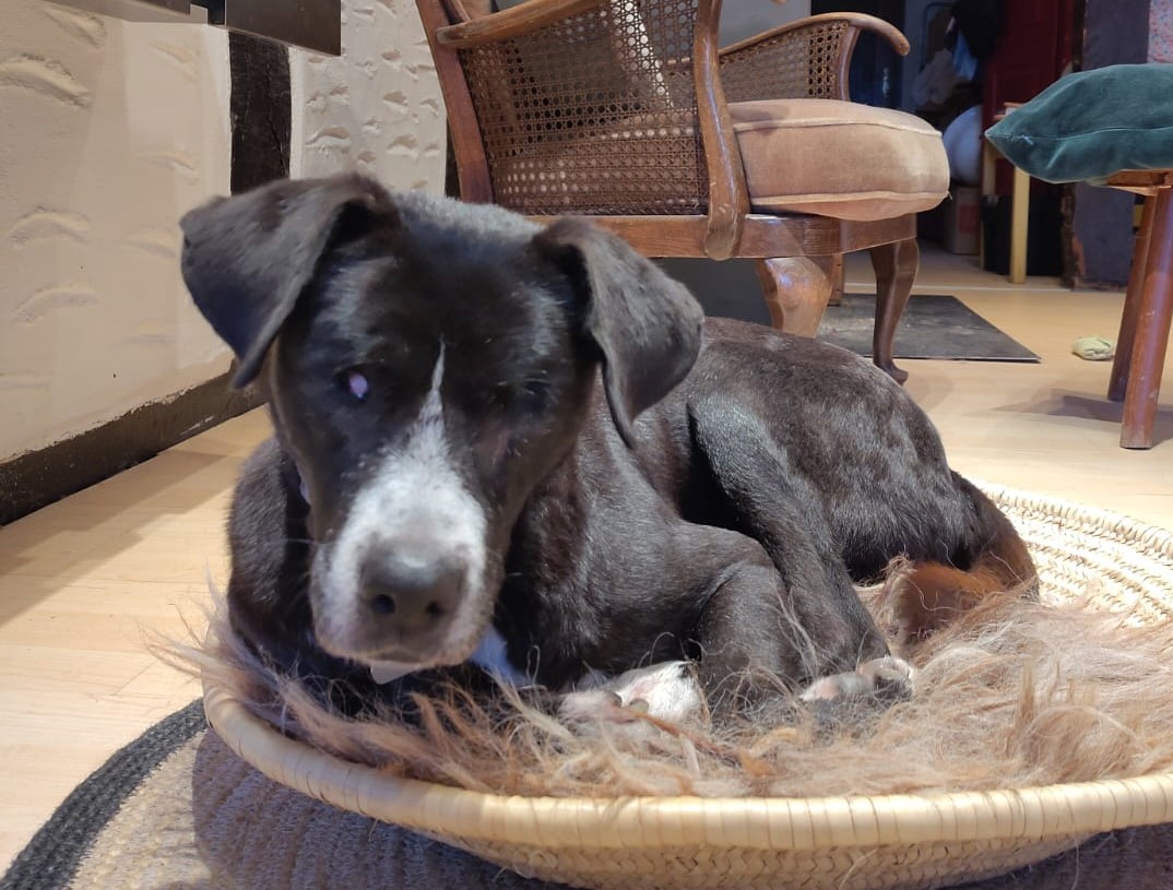 Phileas Zorro Dogsavior Dez24 1