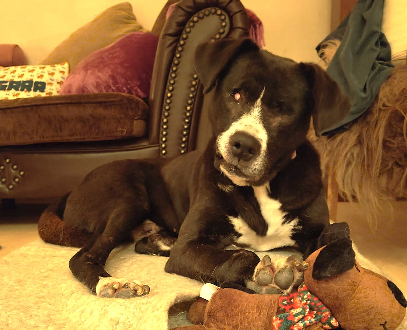 Phileas Zorro Dogsavior Dez24 2