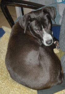 Phileas Zorro Dogsavior Dez24 3