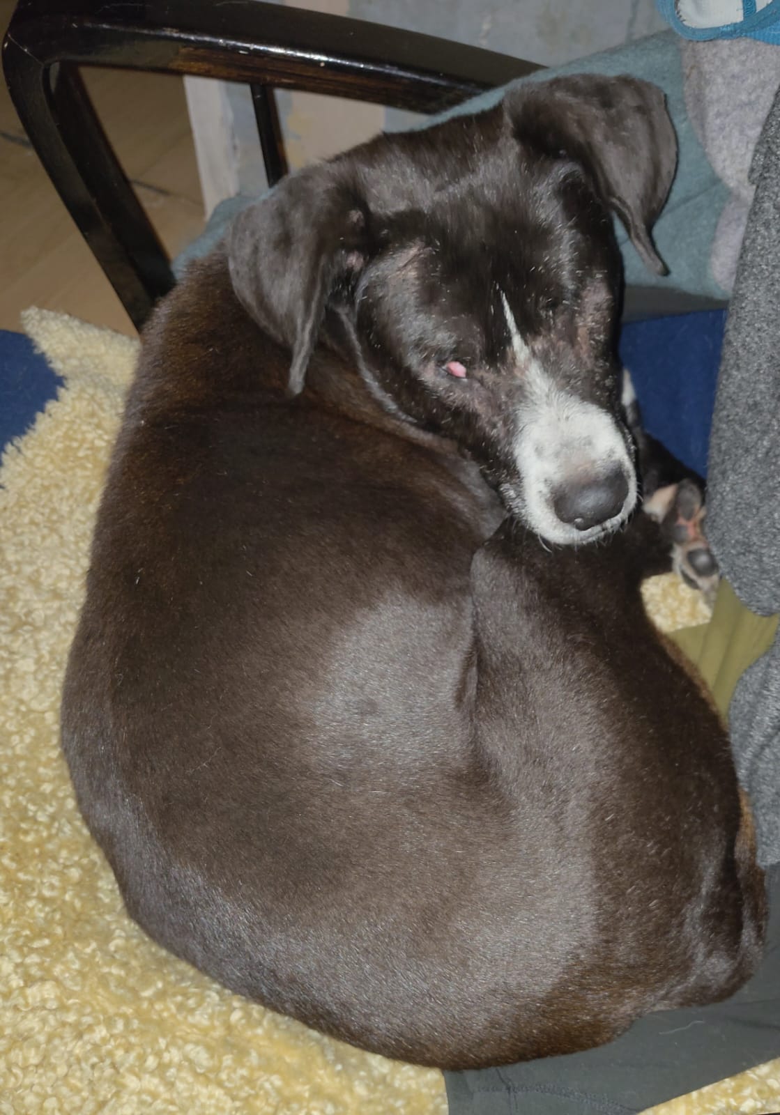 Phileas Zorro Dogsavior Dez24 3