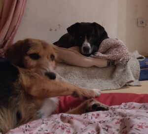 Phileas Zorro Dogsavior Dez24 4