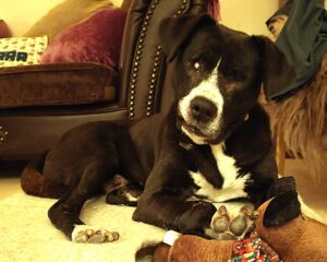 Phileas Zorro Dogsavior Dez24 Beitragbild