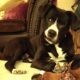 Phileas Zorro Dogsavior Dez24 Beitragbild