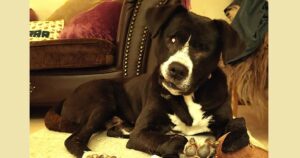 Phileas Zorro Dogsavior Dez24 SocialMedia