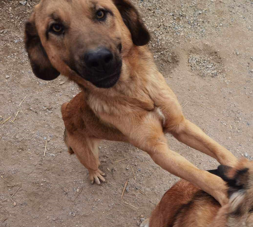 Poco Zorro Dogsavior Feb25 2