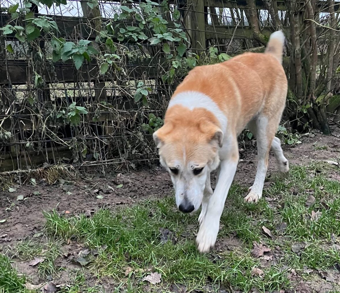 Tiger Zorro Dogsavior Jan25 5