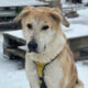 Tiger Zorro Dogsavior Jan25 Beitragsbild