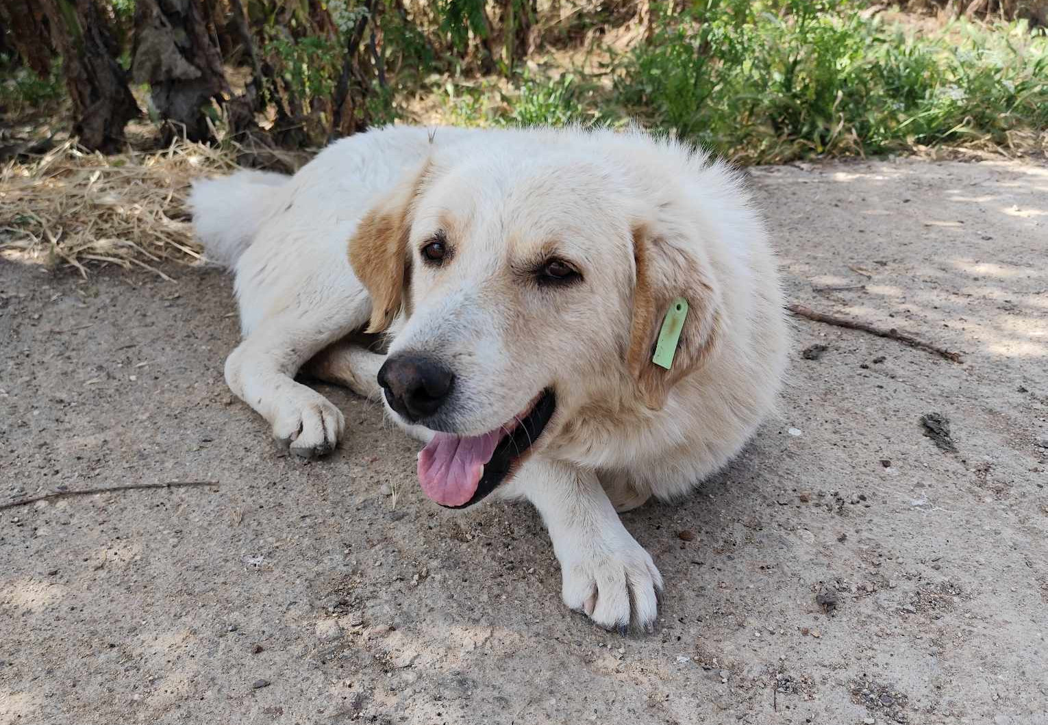 Hund liegt auf einem sandigen Boden, grünes Schild im Ohr, Hintergrund mit Pflanzen. Hund liegt auf einem sandigen Boden, grünes Schild im Ohr, Hintergrund mit Pflanzen.
