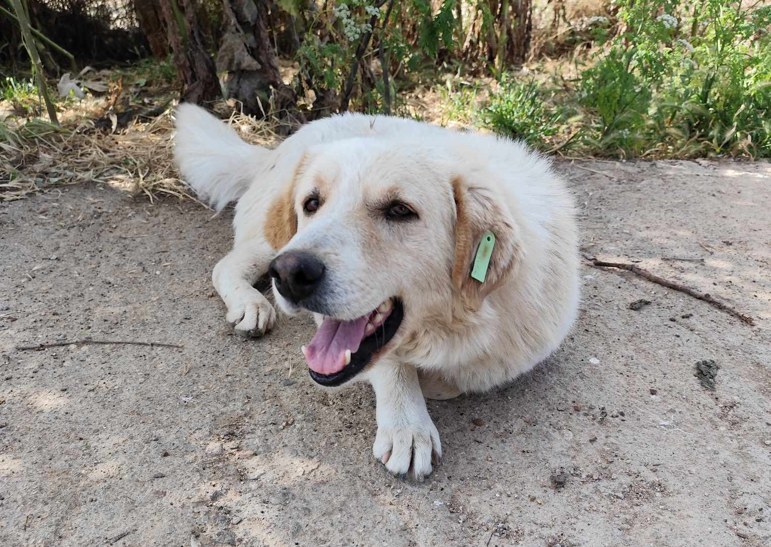 Hund liegt entspannt auf einem Weg im Park, umgeben von Vegetation. Hund liegt entspannt auf einem Weg im Park, umgeben von Vegetation.