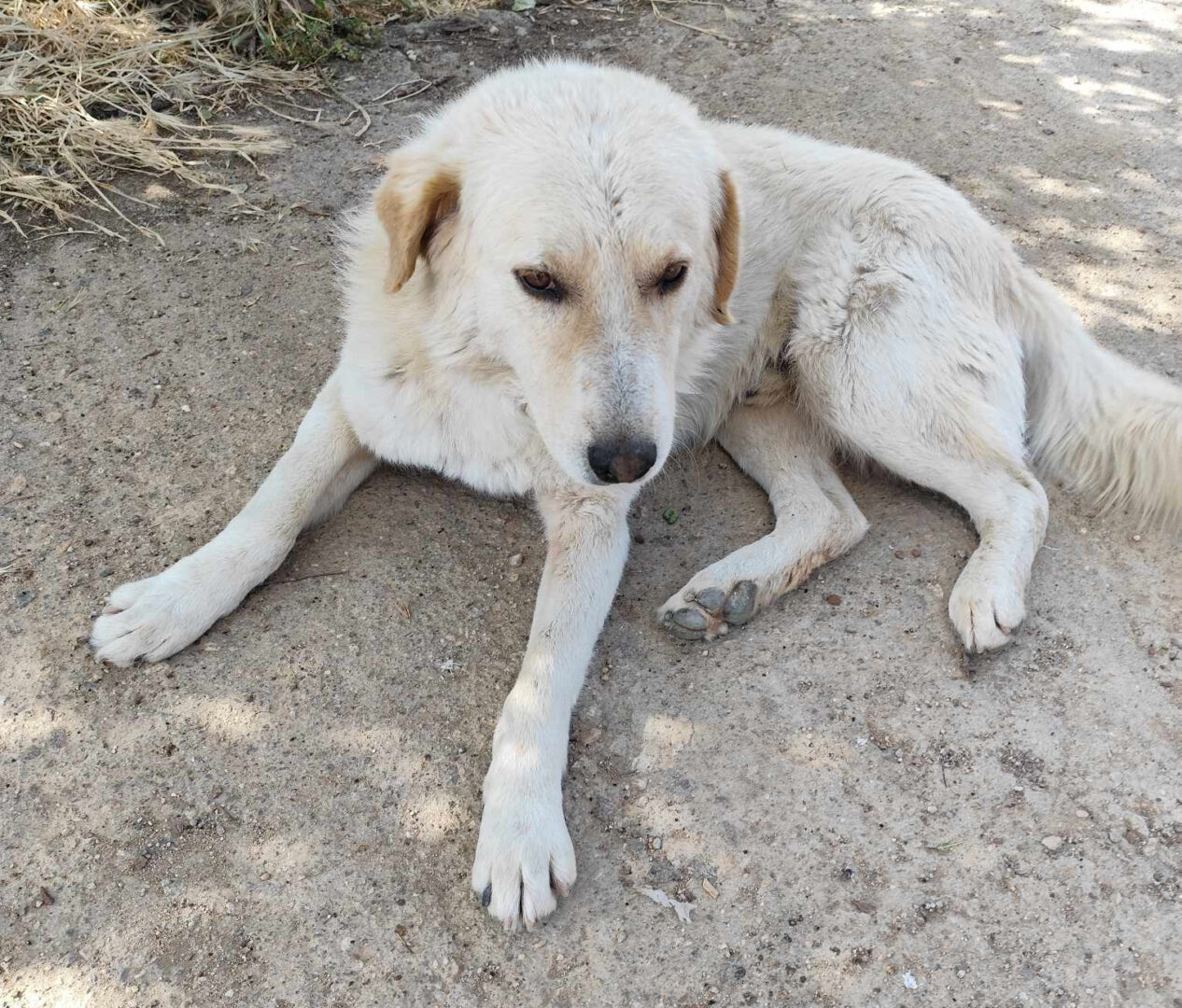 Weißer Hund liegt entspannt auf einer unbefestigten Straße im Schatten. Weißer Hund liegt entspannt auf einer unbefestigten Straße im Schatten.