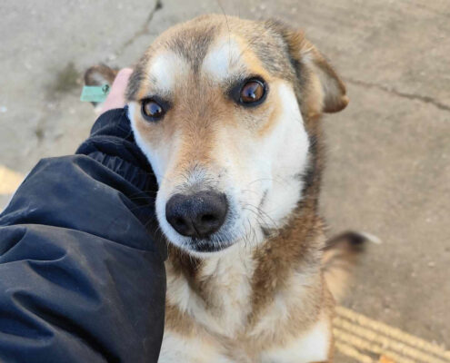 Alepa Zorro Dogsavior Jan25 Beitragsbild