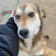 Alepa Zorro Dogsavior Jan25 Beitragsbild
