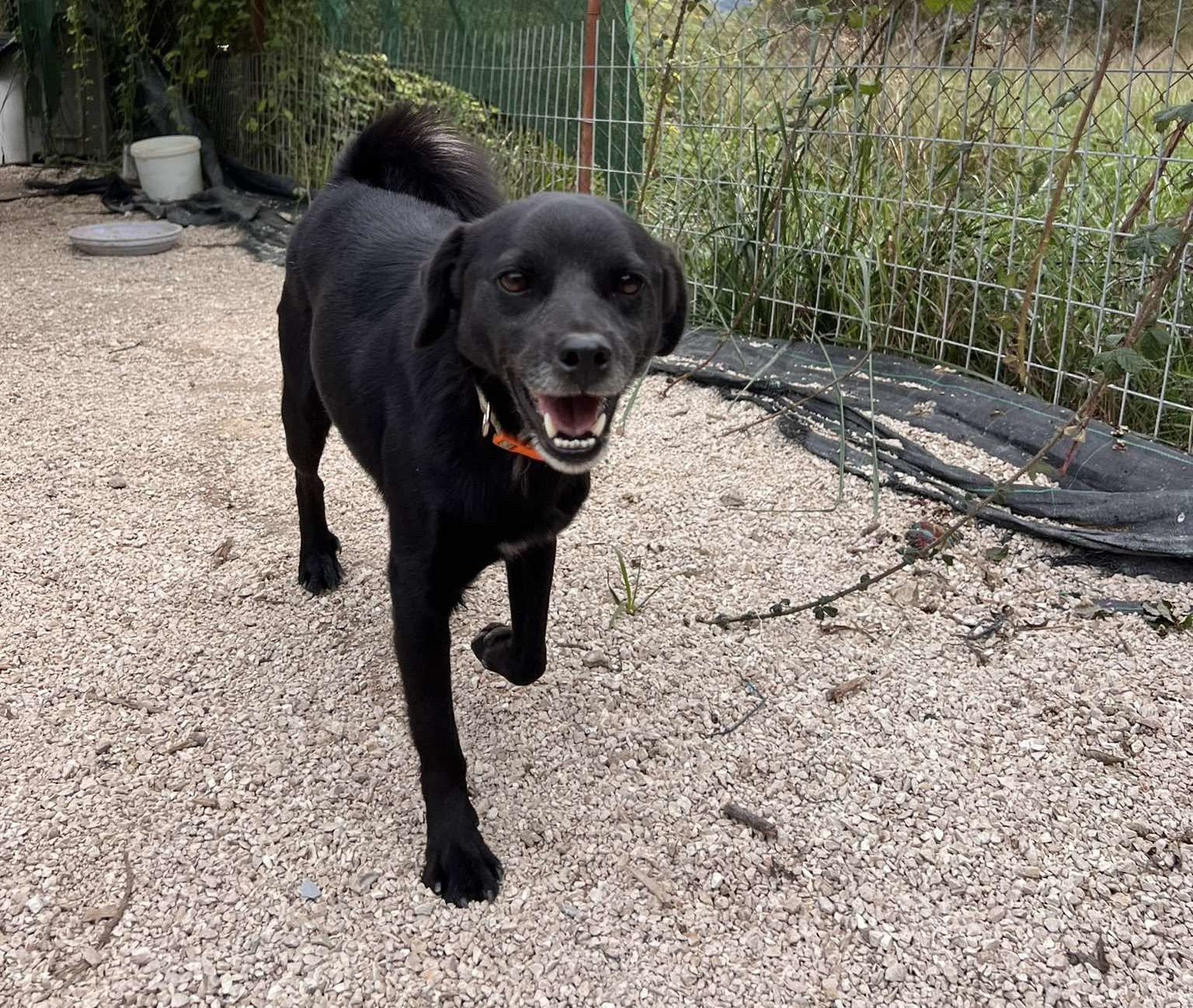 Emil Zorro Dogsavior Dez24 1