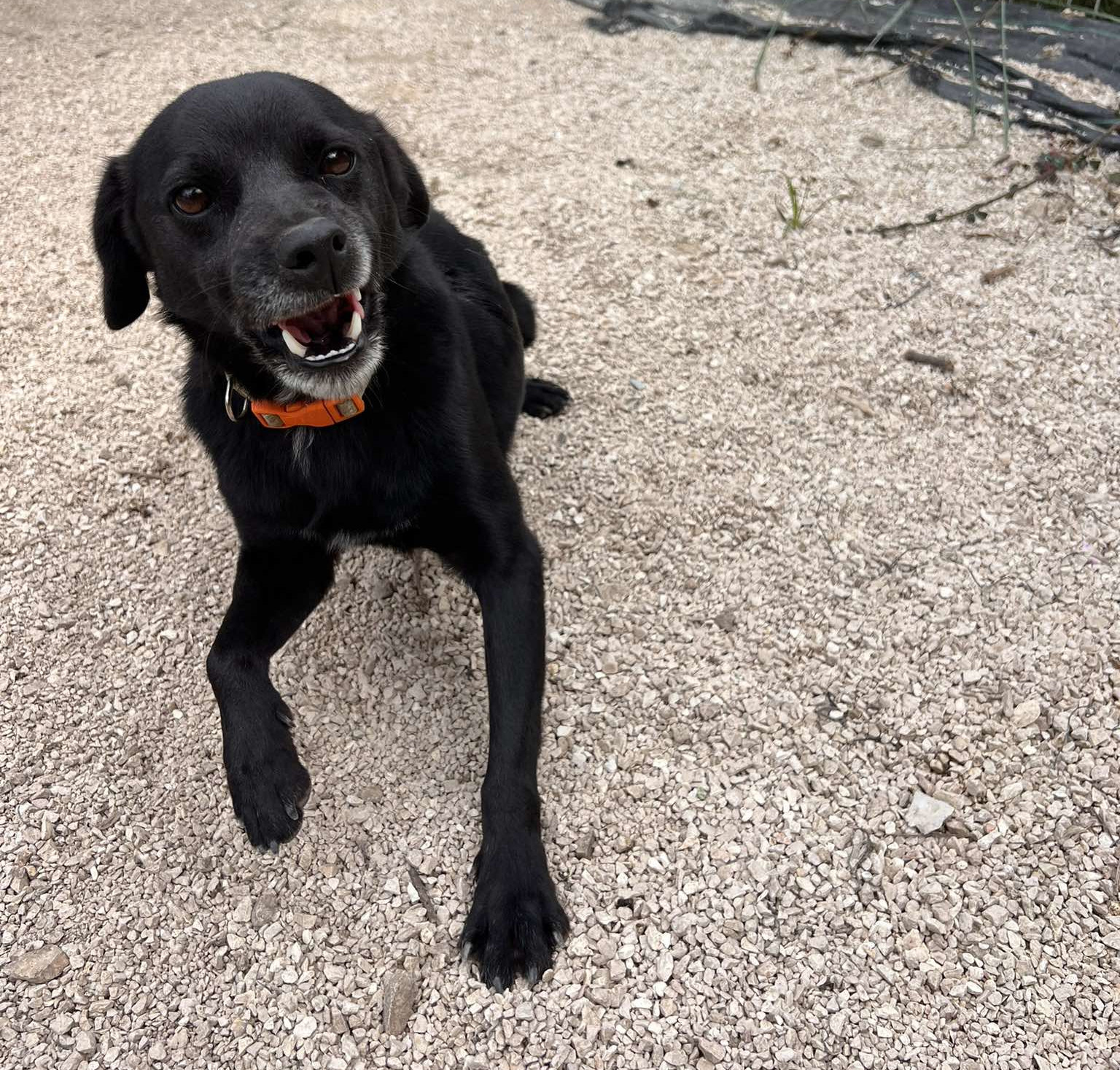 Emil Zorro Dogsavior Dez24 2