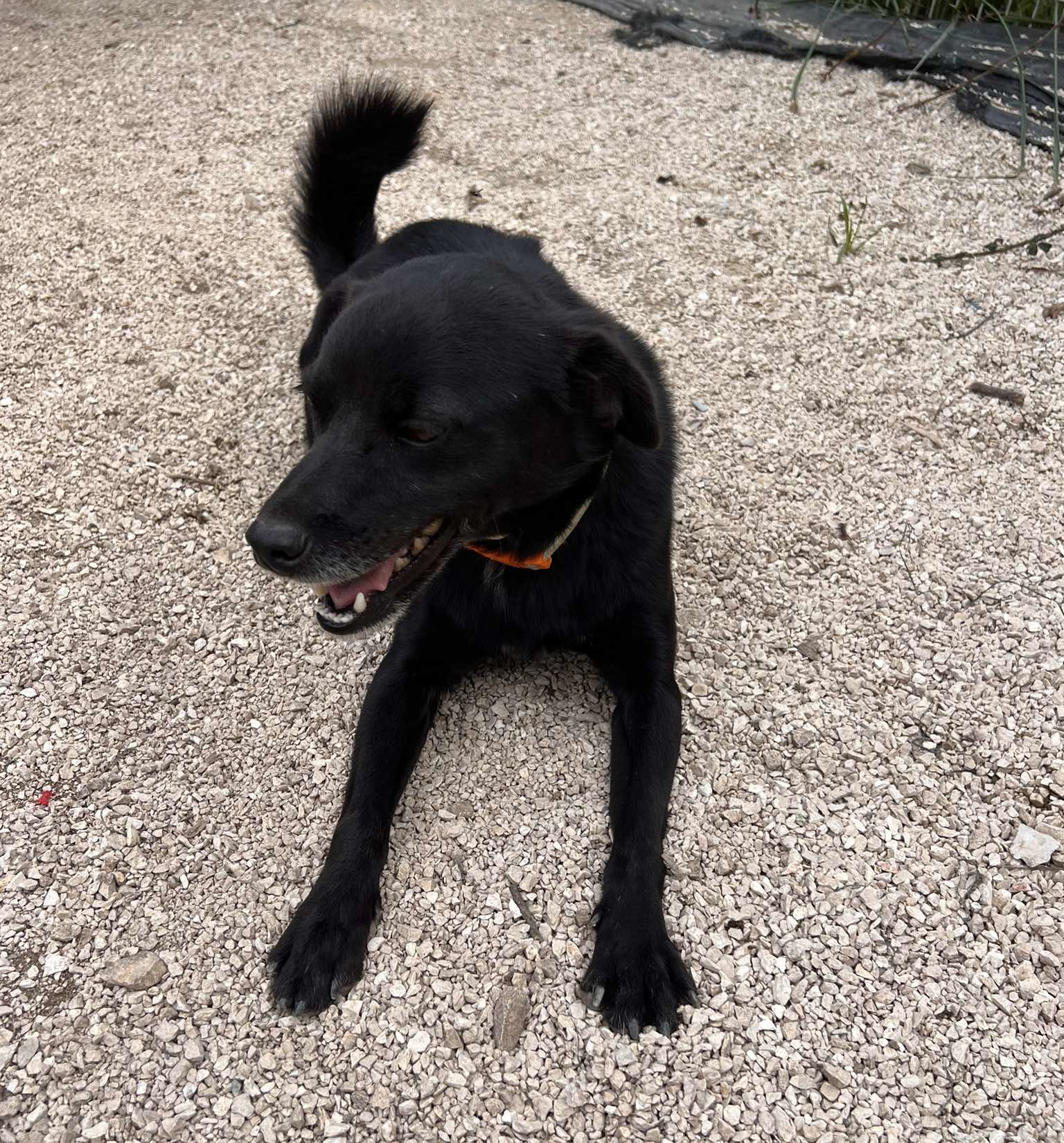 Emil Zorro Dogsavior Dez24 3