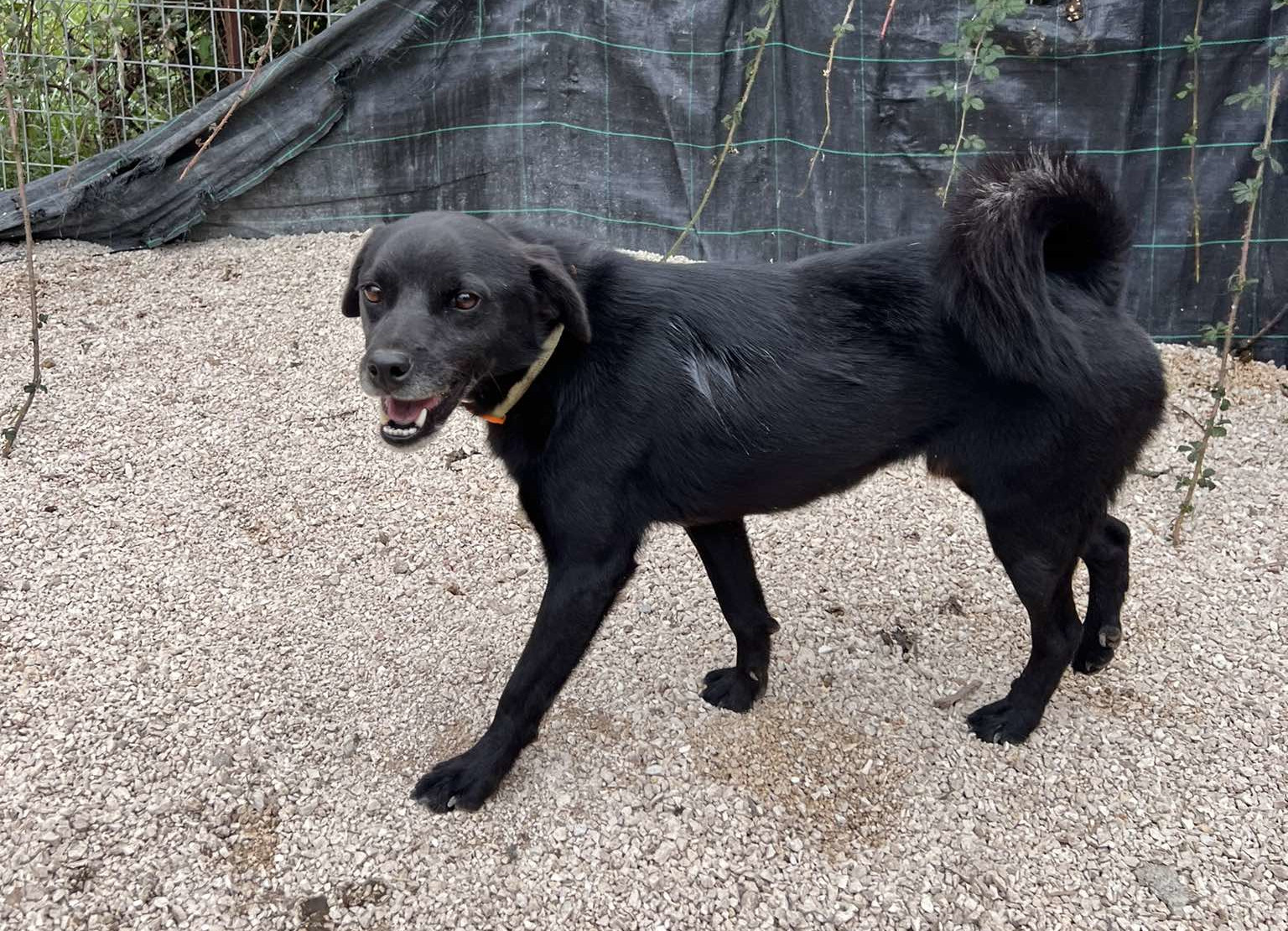 Emil Zorro Dogsavior Dez24 4