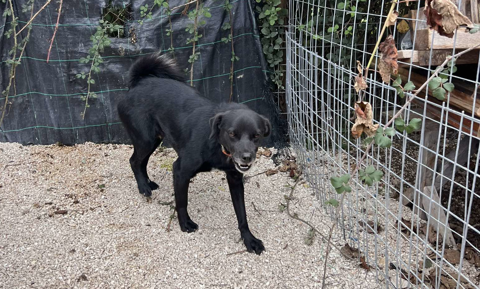 Emil Zorro Dogsavior Dez24 5