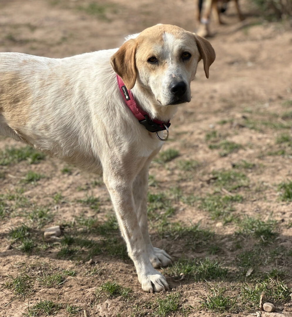 Lila Zorro Dogsavior Apr25 1