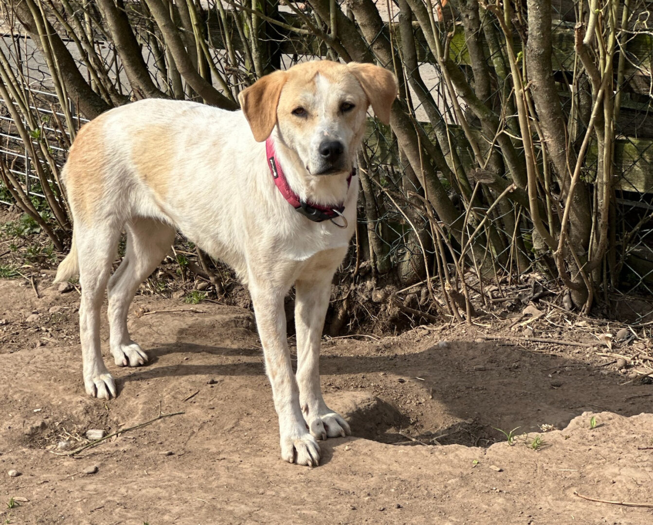 Lila Zorro Dogsavior Apr25 3