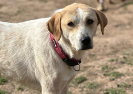 Lila Zorro Dogsavior Apr25 Beitragsbild