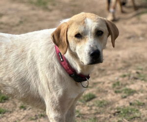 Lila Zorro Dogsavior Apr25 Beitragsbild
