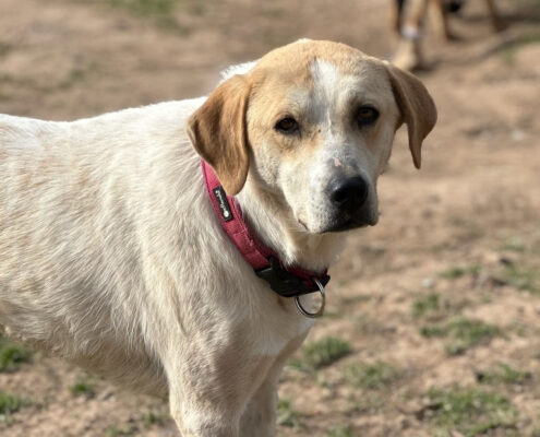 Lila Zorro Dogsavior Apr25 Beitragsbild