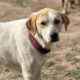 Lila Zorro Dogsavior Apr25 Beitragsbild