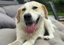 Foto der Hündin Lynn