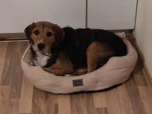 Nitsa Zorro Dogsavior Dez24 1