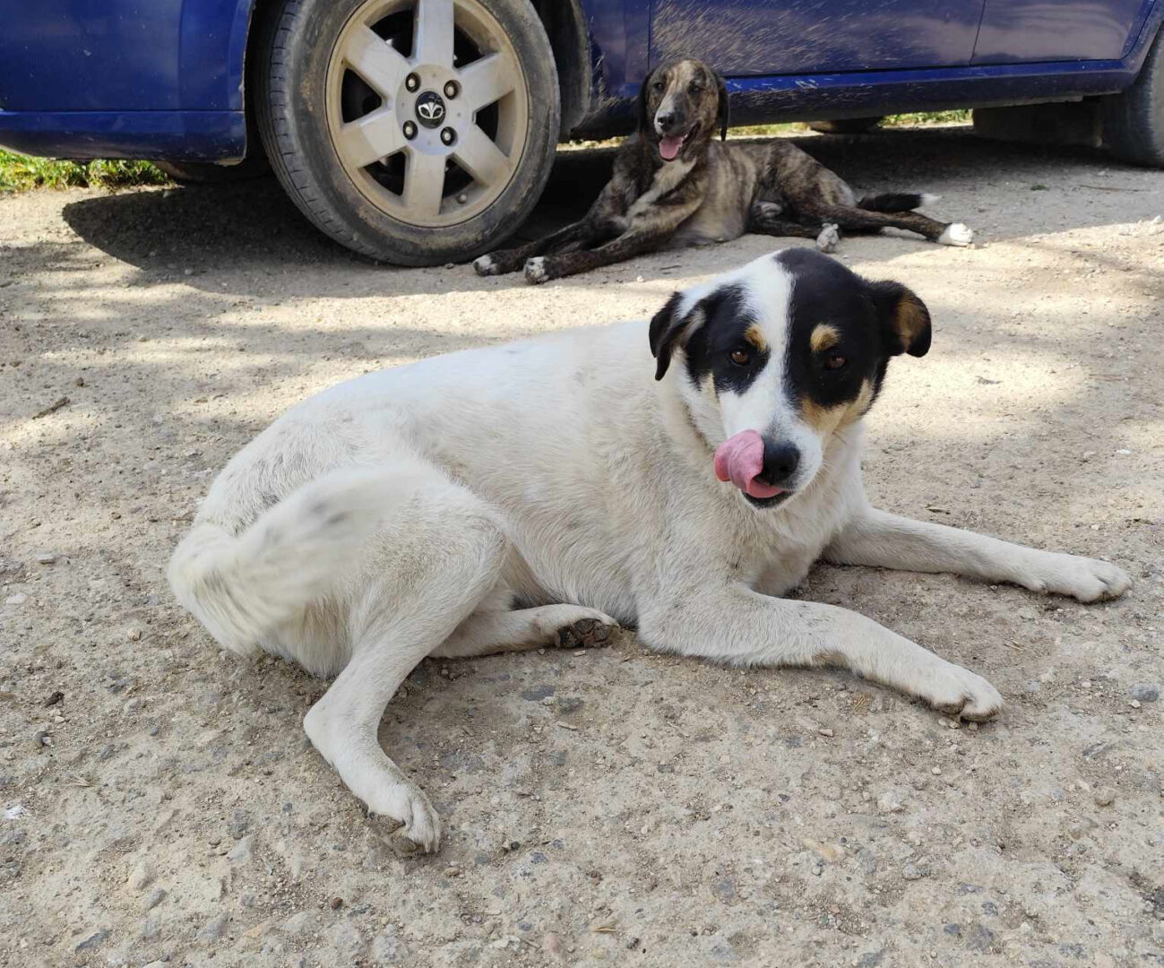 Zwei Hunde liegen auf Asphalt neben einem blauen Auto im Freien.