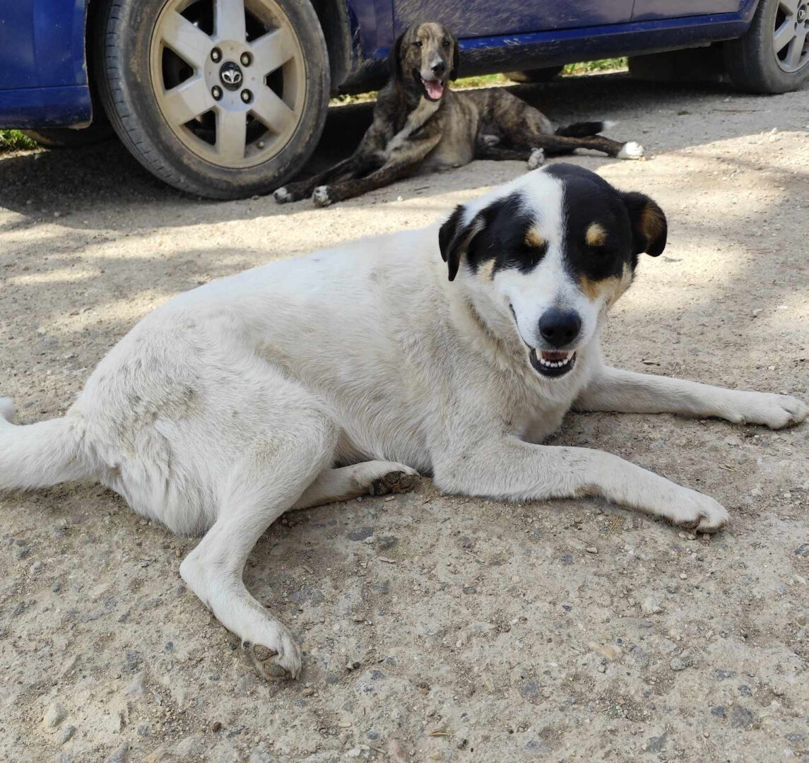 Zwei Hunde liegen auf einer sonnigen, unbefestigten Straße neben einem blauen Auto.