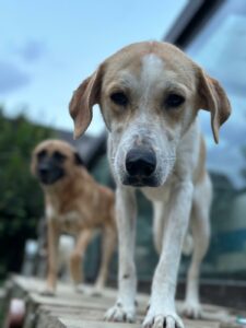 Foto der Hündin Lila