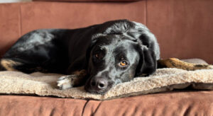 Coco Zorro Dogsavior Apr25 1
